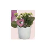 Blühpflanze Valentin Kalandiva in Kronenkeramik HOFER 1 Stück