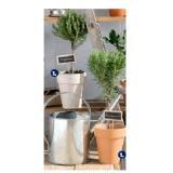 Gewürzstämmchen Rosmarin oder Thymian HOFER 1 Stück