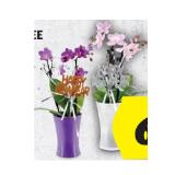 Mini-Orchidee Xmas/Silvester HOFER 1 Stück