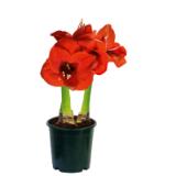 Plantiflor Amaryllis 844541 HELLWEG 1 Stück