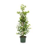 Hainbuche aus Österreich 1 Stück