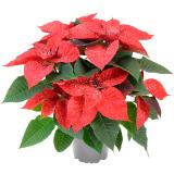 Weihnachtsstern mit Glitter, Preisangabe ohne MwSt. (Preis inkl. MwSt. 5,07 €), METRO 1 Stück