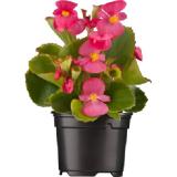 OBI Eisbegonie Topf-Ø ca. 9 cm Begonia Semperflorens versch. Sorten OBI 1 Stück