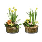 Bepflanzte Glasschale versch. Bepflanzungen Lidl 1 Stück