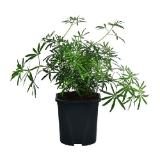 Dehner Orangenblume 'White Dazzler', im 2,3-l-Topf Dehner 1 Stück