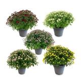 Chrysanthemen-Busch HOFER 1 Stück