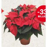 Weihnachtsstern MPREIS 1 Stück