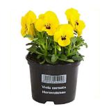 Dehner Hornveilchen Dehner 1 Stück