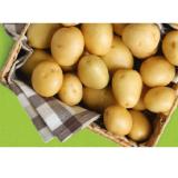 Promotion Bild von HOFER Marktplatz Frühkartoffeln aus Österreich HOFER 2 Kilogramm 1 Netz