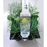 Plantiflor Herbstpflanzen „Silberner Herbst“ 370374 HELLWEG 6 Stück