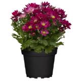 Chrysantheme Swifty 9-cm-Topf Bellaflora 1 Stück