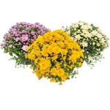 Garten-Chrysantheme 9123729 BayWa 1 Stück