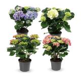 Gartenhortensie versch. Blütenfarben HOFER 1 Stück