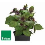 Bild von Bioland Bio Basilikum 'Magic Blue' Topf Ø 12 cm Dehner 1 Stück