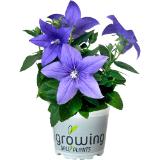 Bild von Platycodon Grandiflorus Mix, Preisangabe ohne MwSt. (Preis inkl. MwSt. 4,28 €), METRO 1 Stück