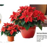 Weihnachtsstern 42770567 BayWa 1 Stück