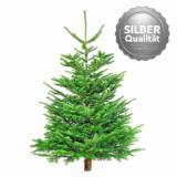 Promotion Bild von Plantiflor Nordmanntanne „Silber-Qualität“, 200-230 cm 370921 HELLWEG 1 Stück