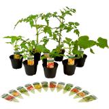 BIO Gemüsepflanzen versch. Sorten, Preisangabe ohne MwSt. (Preis inkl. MwSt. 2,14 €), METRO 1 Stück