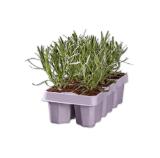 Promotion Bild von Lavendel angustifolia Lidl 6 Stück