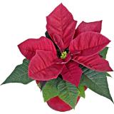 Weihnachtsstern Mini mit Übertopf, Preisangabe ohne MwSt. (Preis inkl. MwSt. 3,94 €), METRO 1 Stück