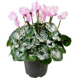 Cyclame Snow, Preisangabe ohne MwSt. (Preis inkl. MwSt. 10,16 €), METRO 1 Stück