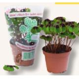 Glücksklee MPREIS 1 Stück