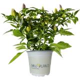 Bild von Capsicum Spanischer Pfeffer, Preisangabe ohne MwSt. (Preis inkl. MwSt. 4,40 €), METRO 1 Stück