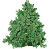Plantiflor Tannenzweige Nordmanntanne 307677 HELLWEG 500 Gramm 1 Bund