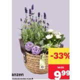 Pflanzen Arrangement Muttertag MPREIS 1 Stück