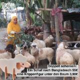 Promotion Bild von Caritas Doppelt schenken: 1 Schafkrippe nach Bangladesch und 1 Schafkrippe unter den Baum