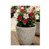 Dipladenia Busch Trio verschiedenen Blütenfarben HOFER 1 Stück