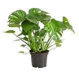 Promotion Bild von Dehner  Fensterblatt - Monstera deliciosa Dehner 1 Stück