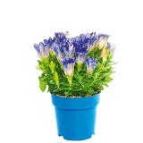 Promotion Bild von Plantiflor Enzian 3111111 HELLWEG 1 Stück