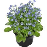 Vergissmeinnicht im 9 cm Topf, Preisangabe ohne MwSt. (Preis inkl. MwSt. 1,64 €), METRO 1 Stück