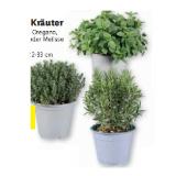 Bild von Italienische Kräuter Rosmarin, Salbei, Oregano, Thymian, Minze oder Melisse Lidl 1 Stück
