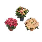 Weihnachtsstern Premium versch. Blütenfarben Lidl 1 Stück