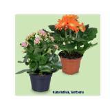 Indoor-Blühpflanzen Kalandiva, Gerbera HOFER 1 Stück