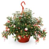 Petunien-/Fuchsien-Ampel versch. Sorten und Blütenfarben HOFER 1 Stück