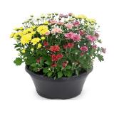 Chrysantheme multiflora 5-färbig HOFER 1 Stück