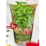 Bild von Ja! Natürlich frische Bio-Kräuter im Topf div. Sorten BILLA PLUS 1 Stück
