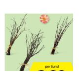 Frühlingszweige div. Sorten HOFER 1 Bund