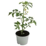 Dehner Tiger-Cocktailtomate, Topf Ø10,5 cm Dehner 1 Stück