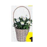 Schneerose in Henkelkorb HOFER 1 Stück