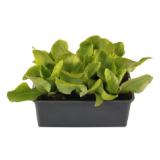 Kopfsalat Grün 6er Schale Lactuca sativa OBI 1 Stück
