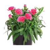 Dehner Gartennelke versch. Farben Dehner 1 Stück