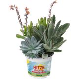 Hitzeprofis Trio Mio, Preisangabe ohne MwSt. (Preis inkl. MwSt. 10,16 €), METRO 1 Stück