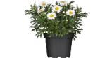 Strauchmargerite Weiß Topf-Ø ca. 18 cm Argyranthemum OBI