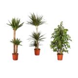 Solitärpflanze Ficus, Dracaena, Yucca oder Schefflera Lidl 1 Stück
