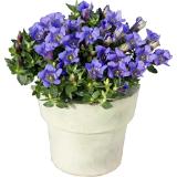 Bild von Gentiana Scabra Enzian, Preisangabe ohne MwSt. (Preis inkl. MwSt. 5,98 €), METRO 1 Stück