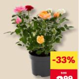 Rosen Quattro MPREIS 1 Stück
